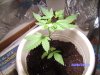 weed pics 025.JPG