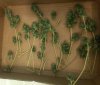 s_nov3.harvest.x9.jpg