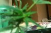 flower clone 012.jpg