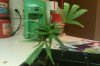 flower clone 009.jpg