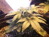 Calihaze7.jpg