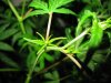 slow_buds.jpg