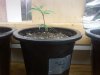 Photo0113.jpg