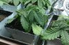 plant2.jpg plant2.jpg