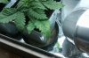 plant1.jpg plant1.jpg