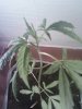 bud2.jpeg