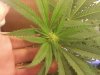 downsized_1105000239.jpg