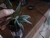 DSC01417.jpg