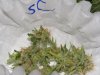 Strawberry cough Test Branch-lower branch cut at 42 days.jpg