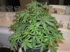 Before FLUSHING SOIL Day 41.jpg