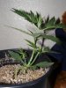 Nov 5 LST (2).jpg
