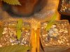 DSC01786.jpg