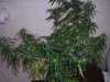 DSCN0502.jpg
