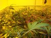 The Grow II (22).jpg The Grow II (22).jpg