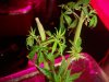 The Grow II (7).jpg The Grow II (7).jpg