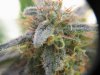 grow #1 003.jpg