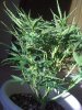 487256d1289167394-super-lowryder-2-plant-041.jpg 487256d1289167394-super-lowryder-2-plant-041.jpg