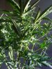 487258d1289167394-super-lowryder-2-plant-043.jpg