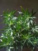 487257d1289167394-super-lowryder-2-plant-042.jpg 487257d1289167394-super-lowryder-2-plant-042.jpg