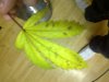 IMG-20101108-00178.jpg
