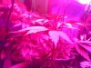 royalhaze 2.jpg royalhaze 2.jpg