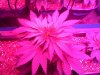 royalhaze 1.jpg royalhaze 1.jpg