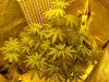 Day 8 Flower MD.jpg