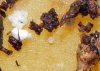 soilaphid-11-2010.jpg