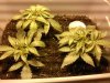 Diesel ryders day 16.jpg