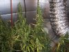 sick plants 2.jpg