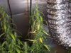 sick plant 1.jpg