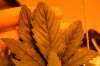 IMG_4781_cleaned.jpg