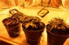 IMG_4780_cleaned.jpg