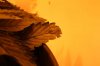 IMG_4782_cleaned.jpg