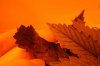 IMG_4765_cleaned.jpg