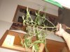 DSC06486.jpg