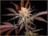 g13.jpg