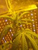Day 9 Flower MD FEMALE.jpg