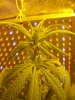 Day 9 MD has PISTILS.jpg