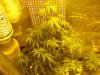 Day 9 Flowering.jpg