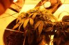 IMG_4789_cleaned.jpg