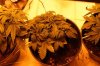 IMG_4783_cleaned.jpg