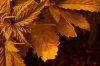 IMG_4791_cleaned.jpg