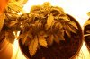 IMG_4788_cleaned.jpg