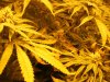 grow tent 001.jpg
