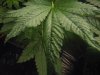 sick plant (3).jpg sick plant (3).jpg