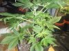 sick plant (5).jpg sick plant (5).jpg