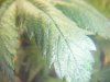 sick plant (2).jpg sick plant (2).jpg