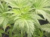 sick plant (1).jpg sick plant (1).jpg