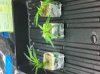 first clone.jpg first clone.jpg